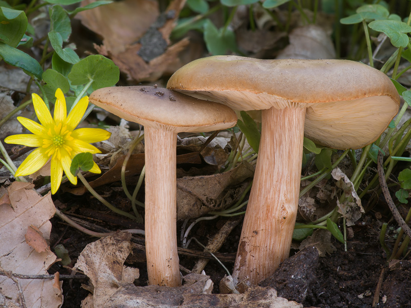 Melanoleuca cognata